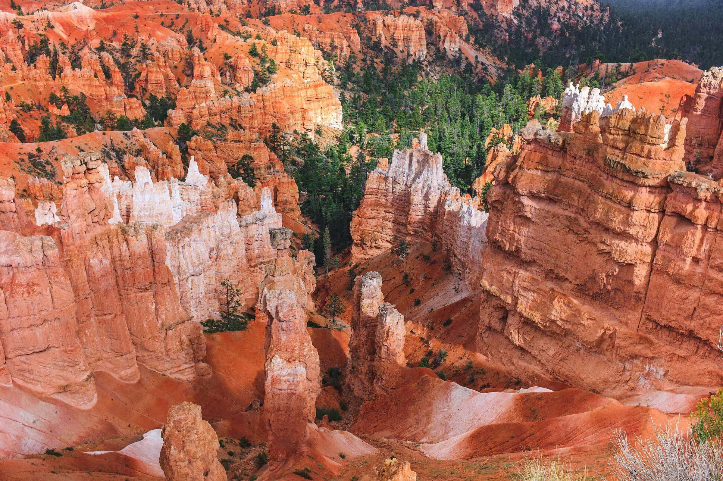 Coral and terracotta rock spires with green pines in a canyon